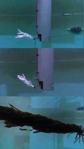 La imagen muestra los ensayos donde se probaron distintas configuraciones de modelos.