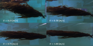 Ensayos realizados en el canal, donde se sometió a cada individuo a distintas velocidades para determinar la fuerza de arrastre y la respuesta morfológica del alga.